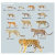 中国猫科动物保护联盟的微博&私杂志