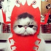 爱吃虾的猫小喵